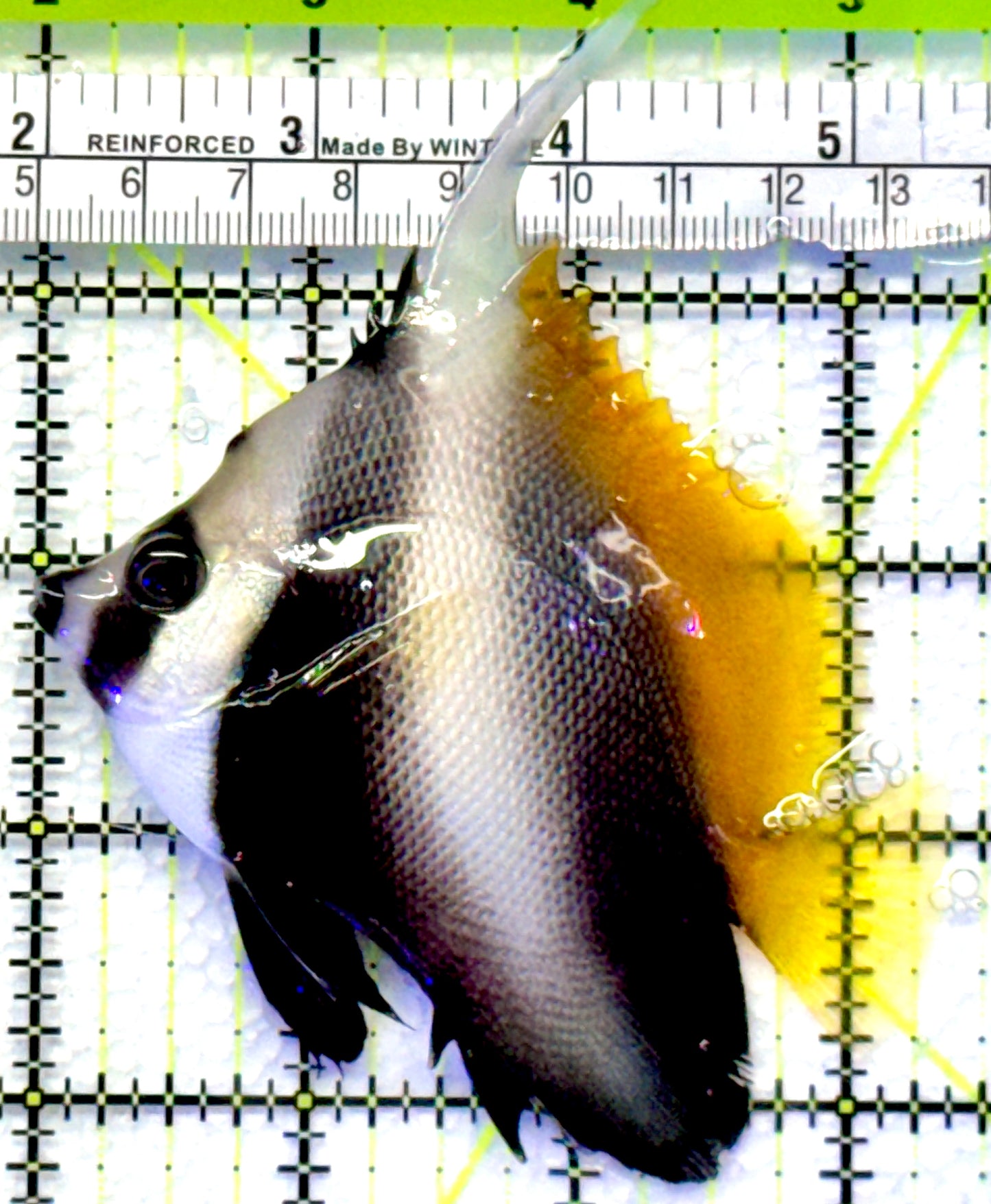 Masked Heniochus Butterflyfish Red Sea MHB083001 WYSIWYG Size: ML 3.5"