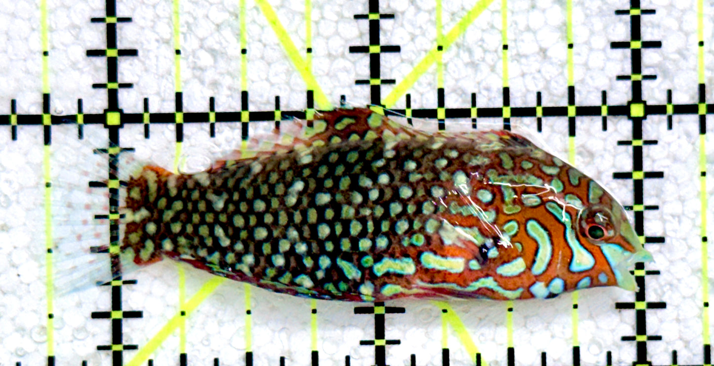 Ornate Leopard Wrasse OLW081701 WYSIWYG Size: M 2.25"