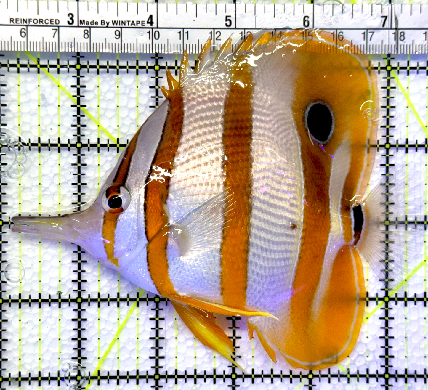 Copperband Butterflyfish CB083101 WYSIWYG Size: XL 5.25"