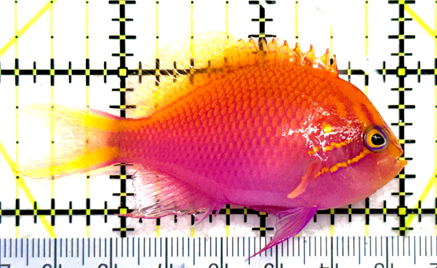 Sunburst Anthias SA081701 WYSIWYG Size: M 2.75" approx