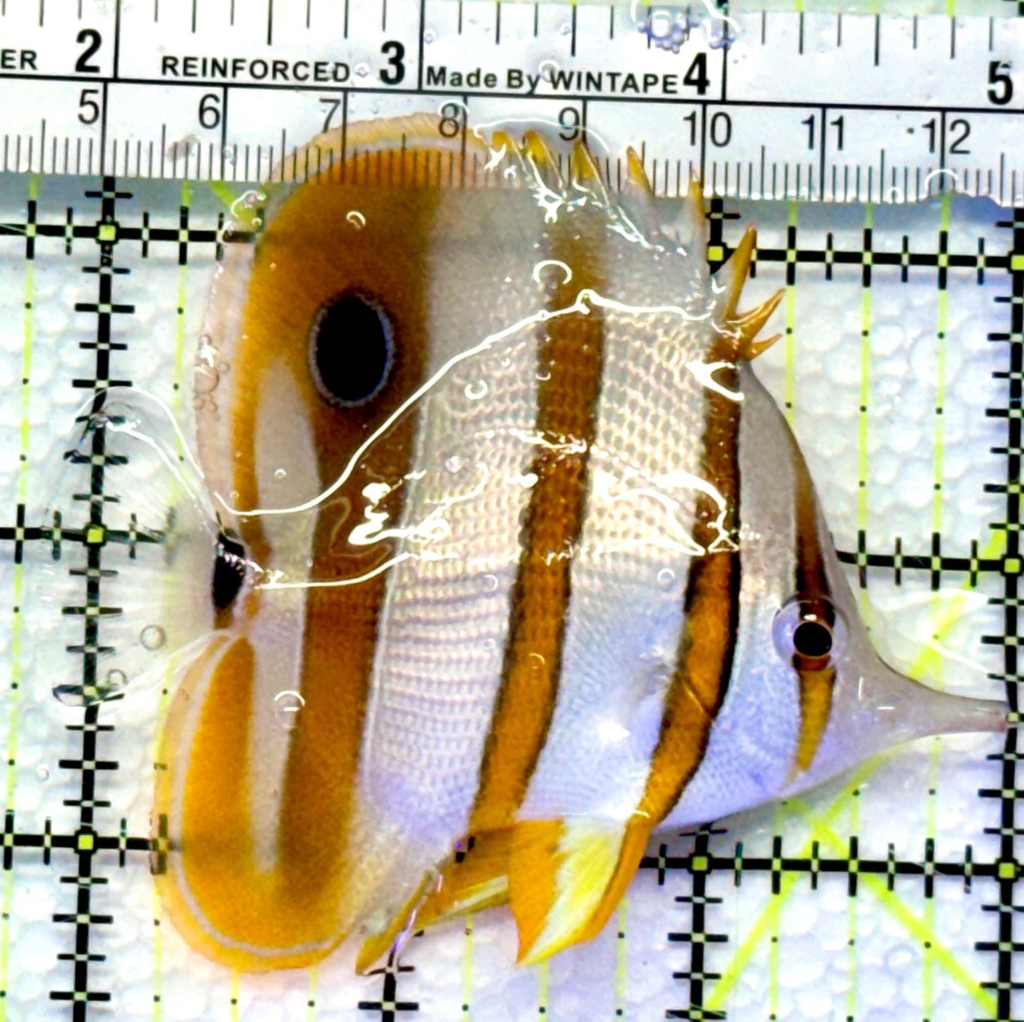 Copperband Butterflyfish CB083102 WYSIWYG Size: ML 3.25"