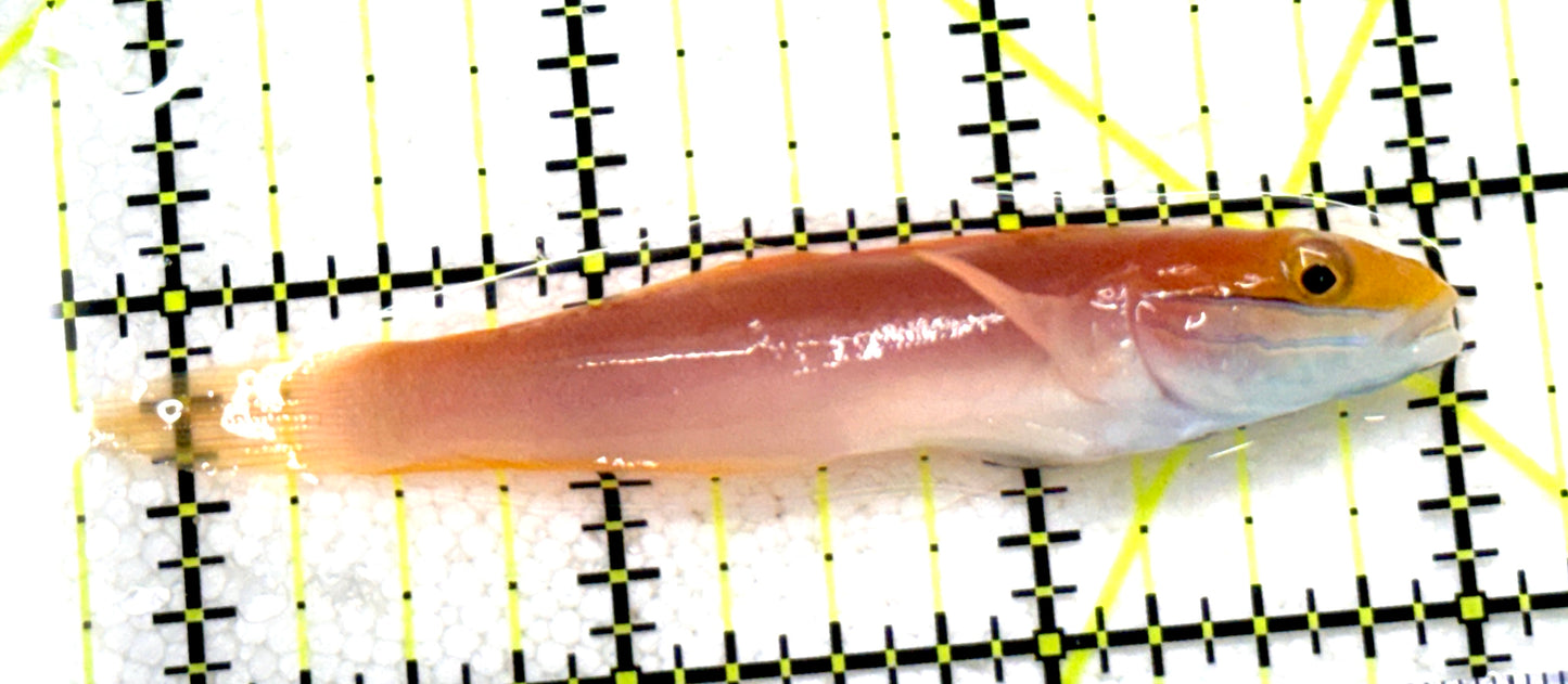 Bella Rose Sand Shifting Goby BRSSG081703 WYSIWYG Size: L 3.25" approx