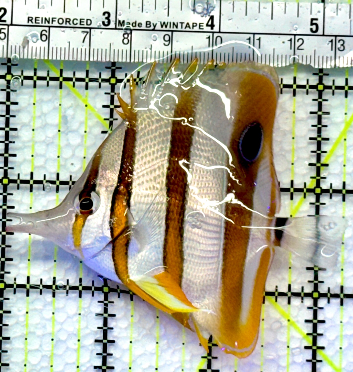 Copperband Butterflyfish CB083102 WYSIWYG Size: ML 3.25"