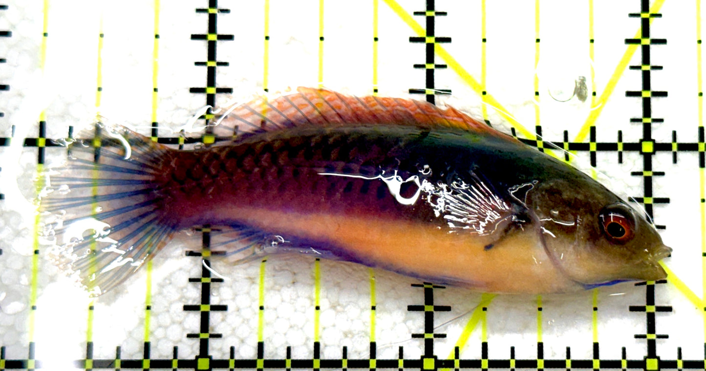 Blueside Fairy Wrasse BFW081701 WYSIWYG Size: L 2.75" approx