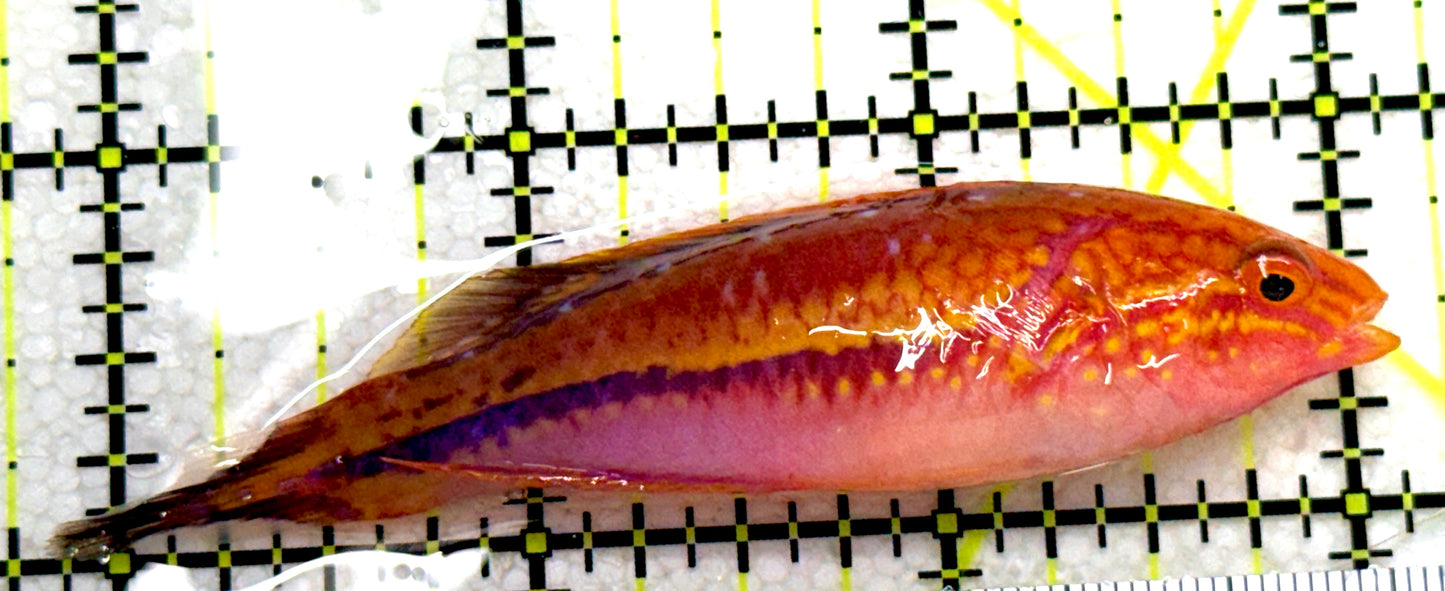 Pintail Fairy Wrasse PFW081701 WYSIWYG Size: XL 3.25" approx