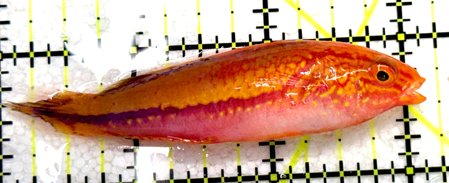 Pintail Fairy Wrasse PFW081702 WYSIWYG Size: XL 3.25" approx