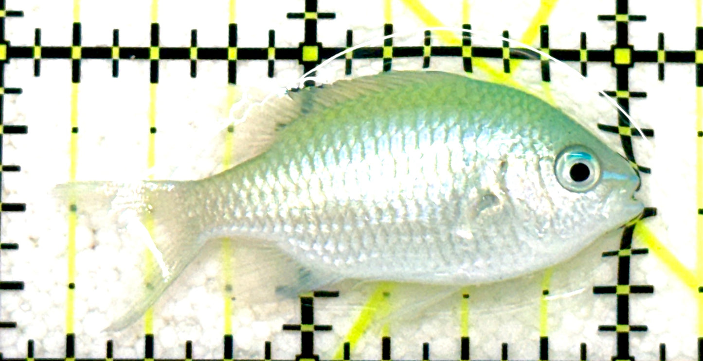Green Chromis Fish GCF081701 WYSIWYG Size: S 1.75" approx