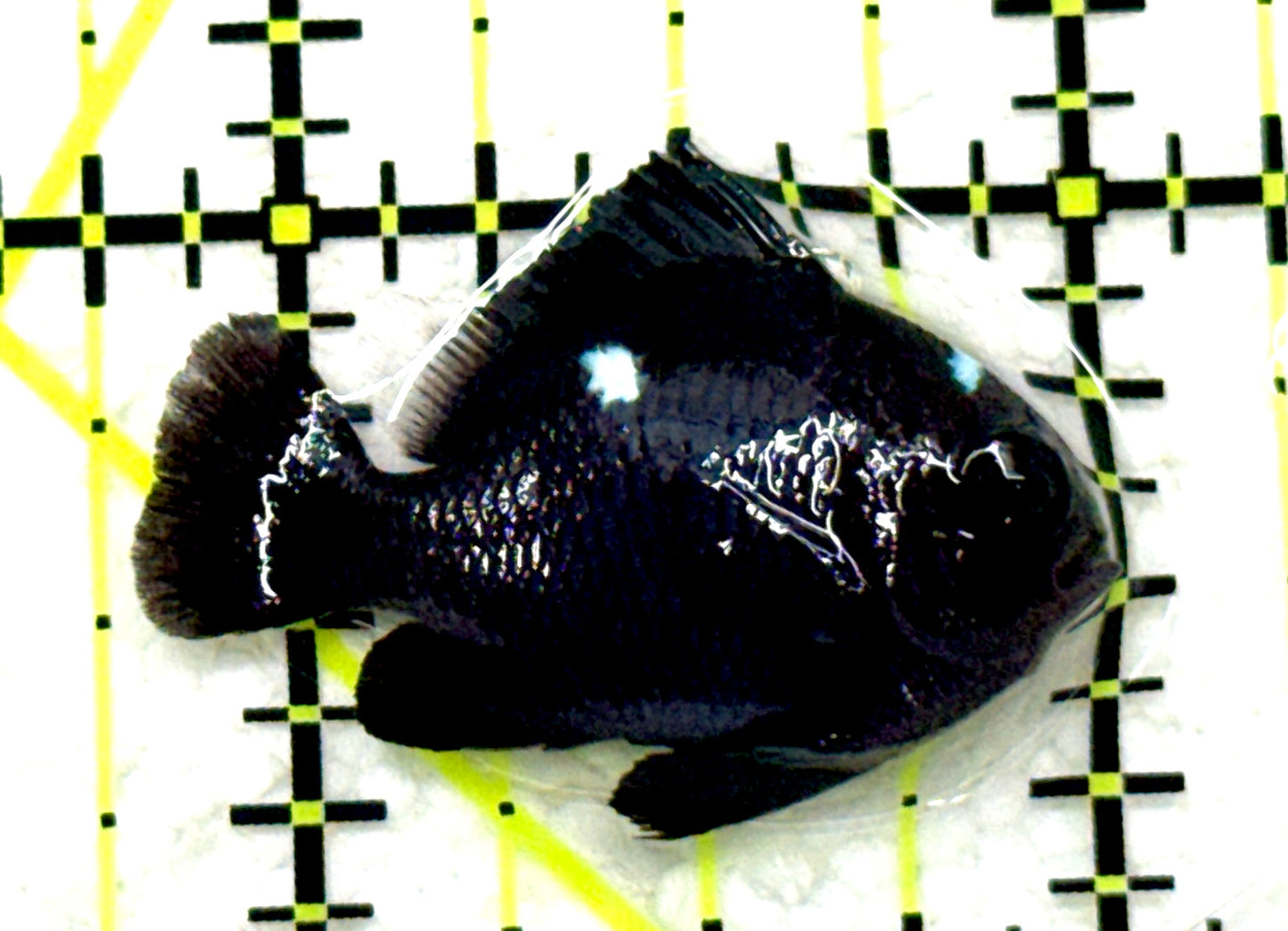 Domino Damselfish DD081701 WYSIWYG Size: S 1.25" approx