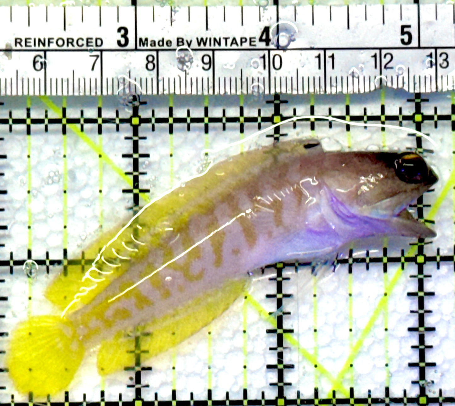Bali Tiger Jawfish BTJ083101 WYSIWYG Size M : 3.25"