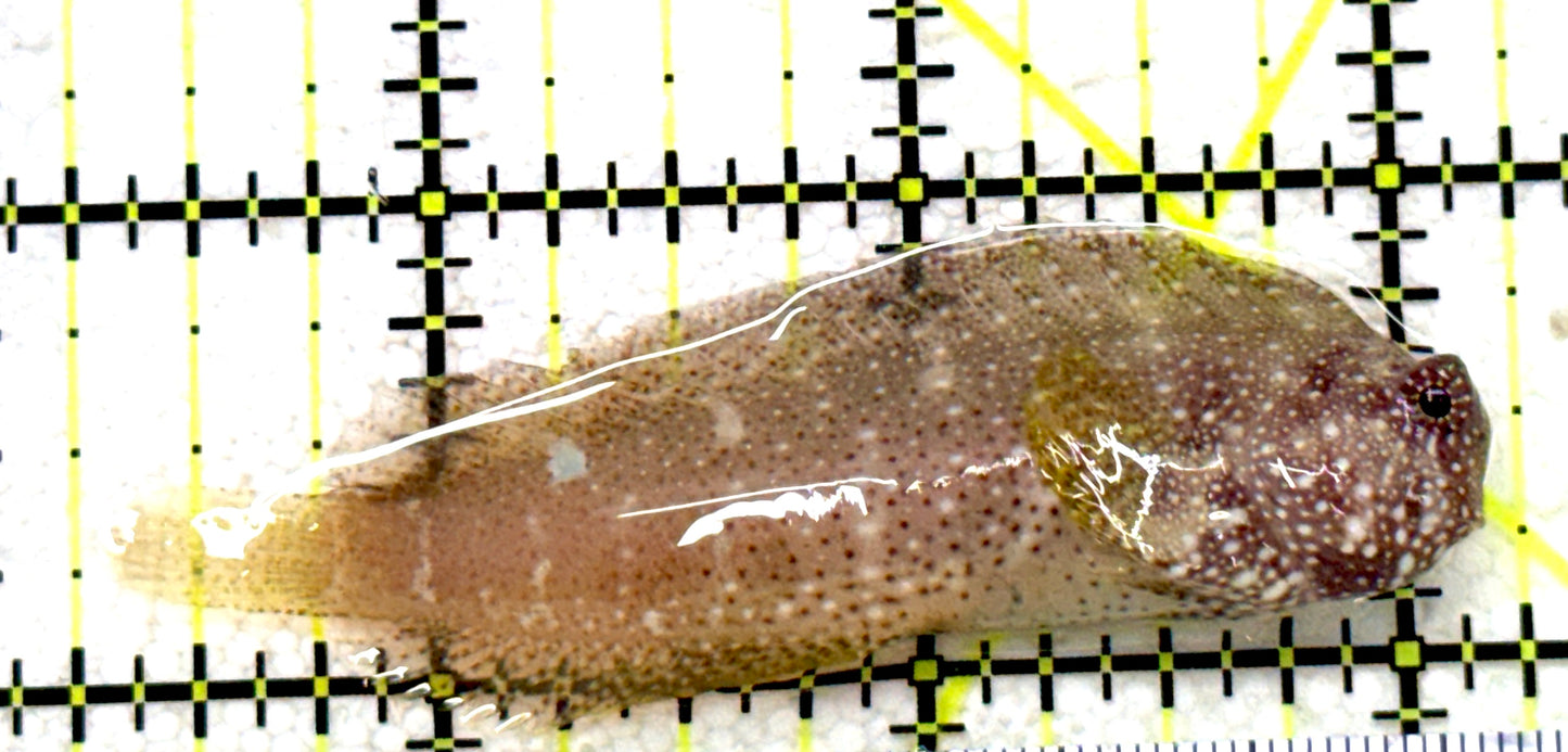Starry Blenny SB081701 WYSIWYG Size: M 3" approx
