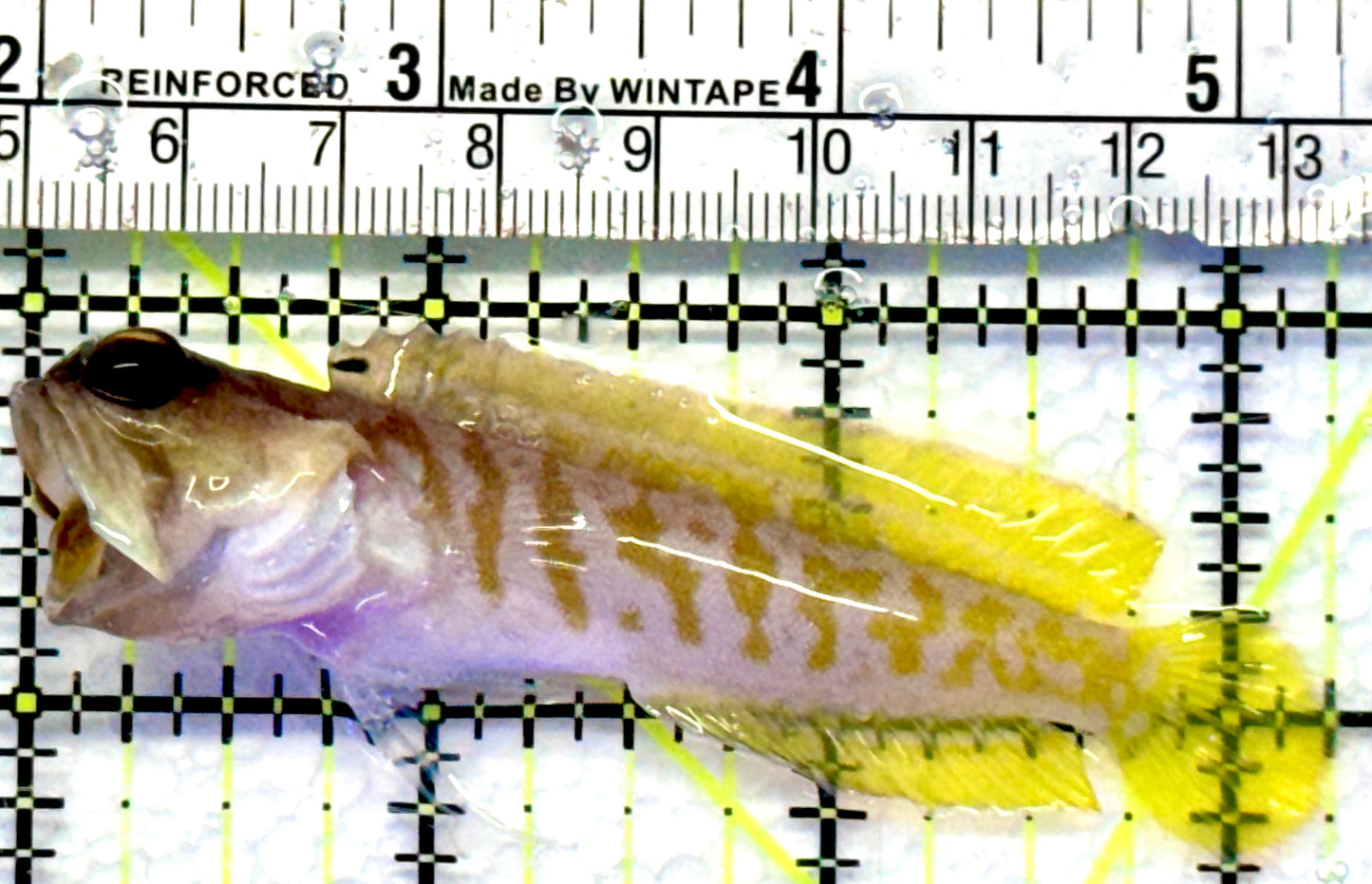Bali Tiger Jawfish BTJ083101 WYSIWYG Size M : 3.25"