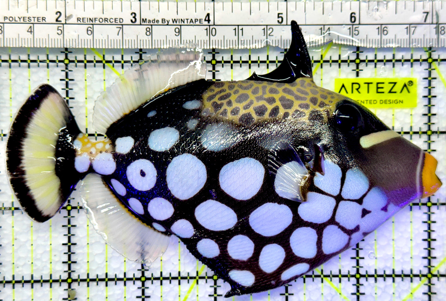 Clown Triggerfish CT083101 WYSIWYG Size: L 6"