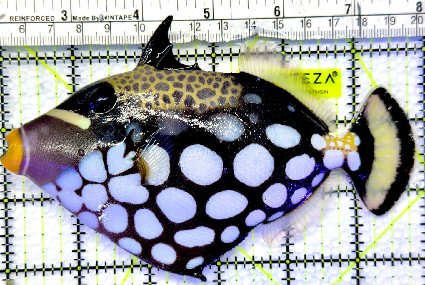 Clown Triggerfish CT083101 WYSIWYG Size: L 6"