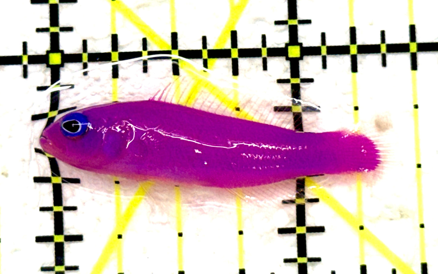 Strawberry Dottyback SD081701 WYSIWYG Size: S 1.5" approx