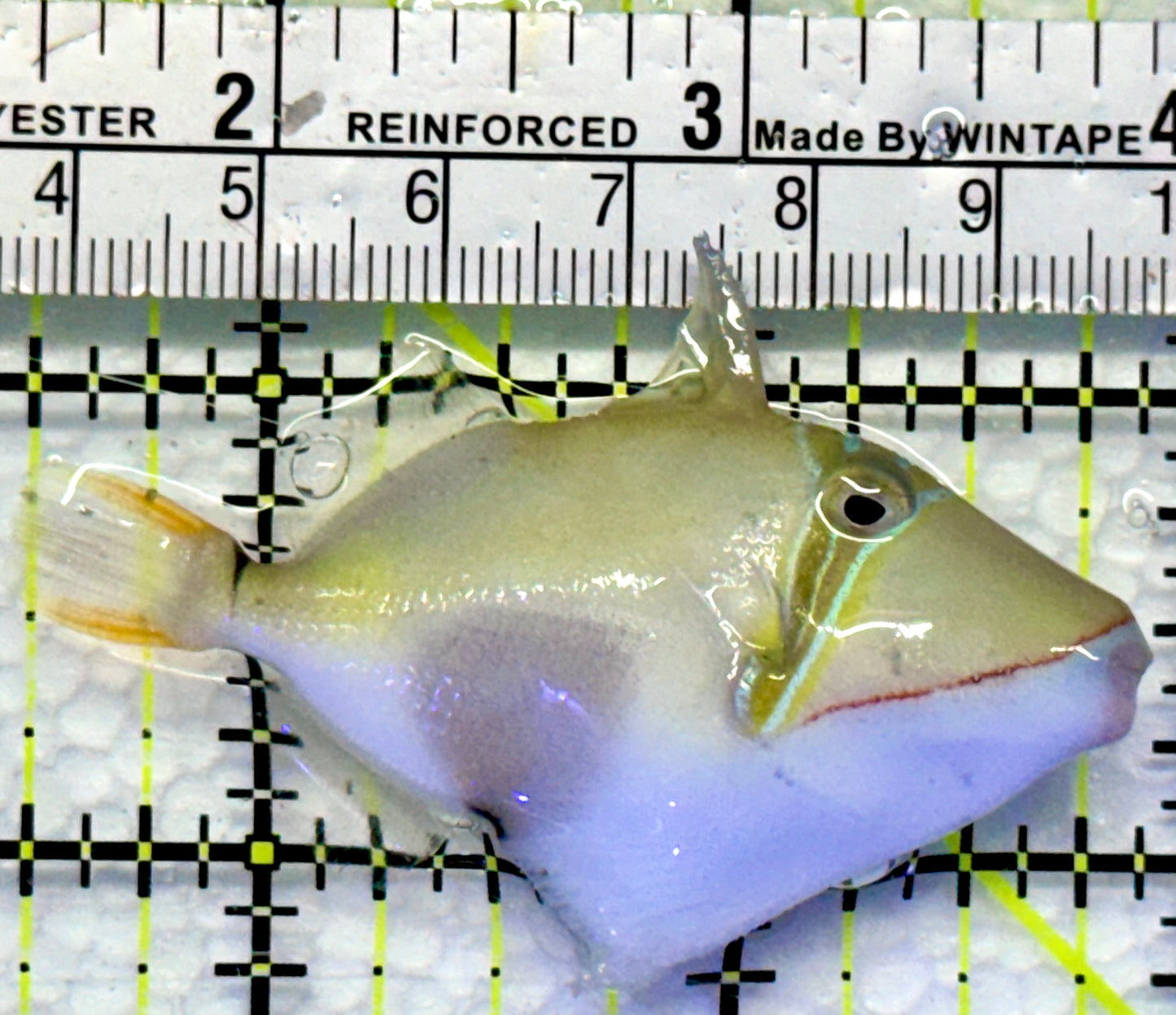 Bursa Triggerfish BT083101 WYSIWYG Size: M 2.5"