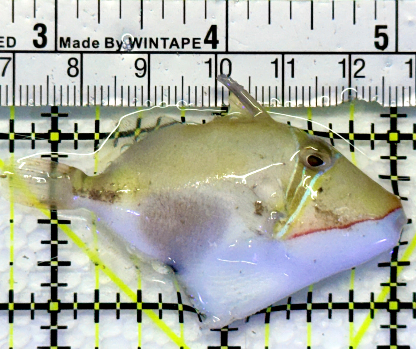 Bursa Triggerfish BT083102 WYSIWYG Size: M 2.25"