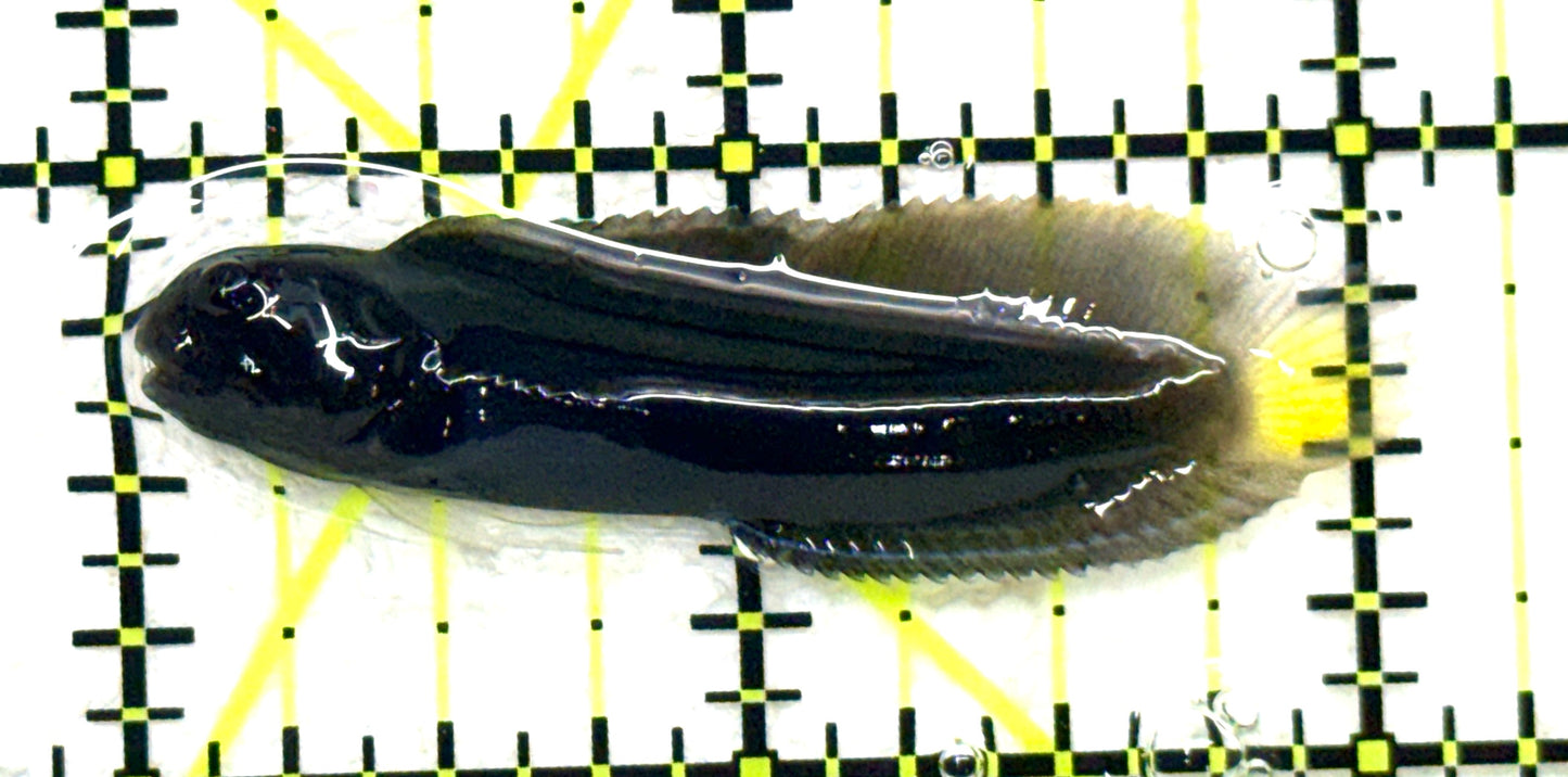 Goldentail Combtooth Blenny GCB081701 WYSIWYG Size: S 2" approx