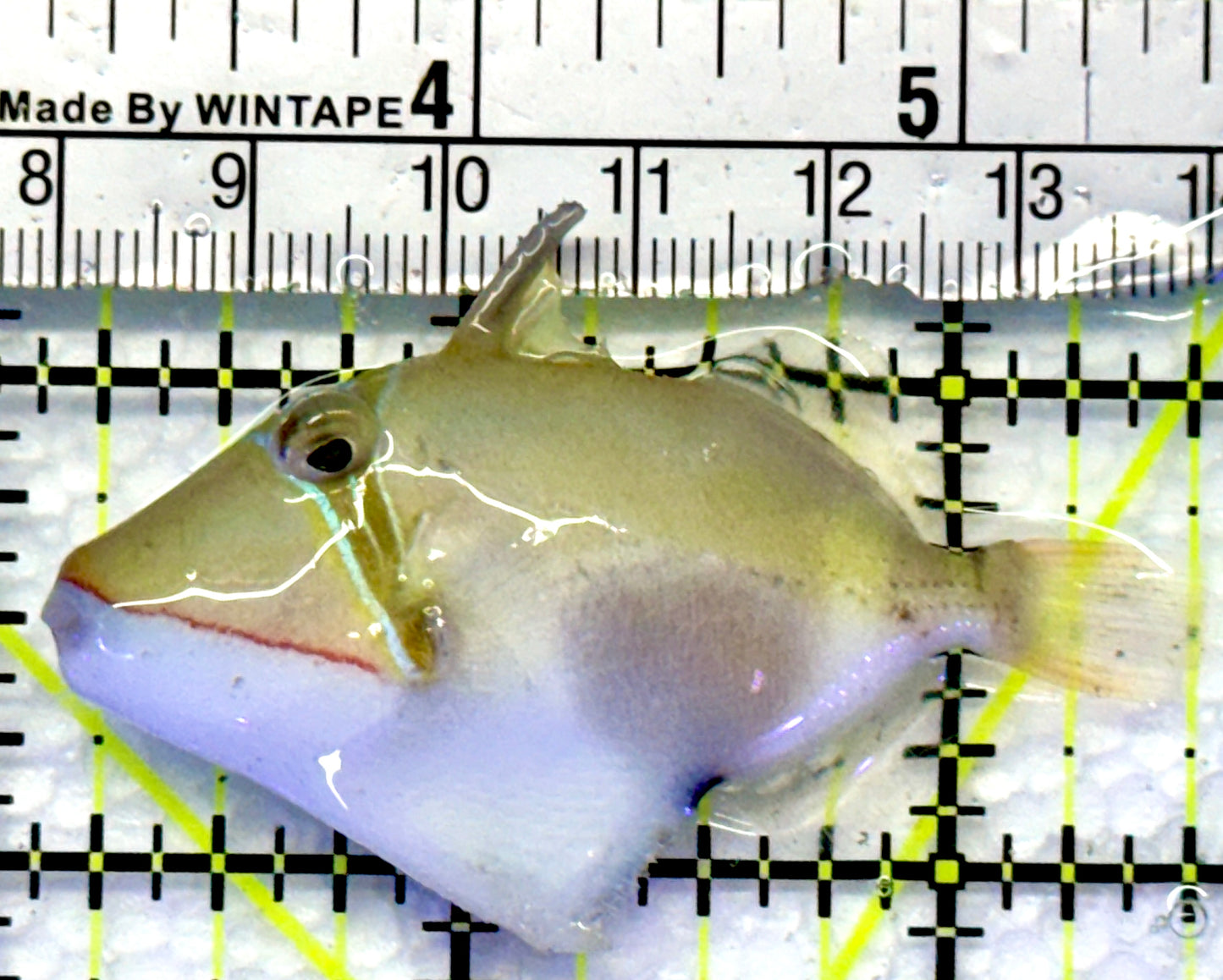Bursa Triggerfish BT083101 WYSIWYG Size: M 2.5"