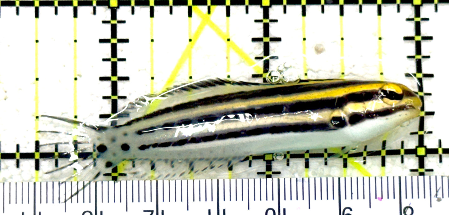 Grammistes Blenny GB081702 WYSIWYG Size: ML 2.5" approx