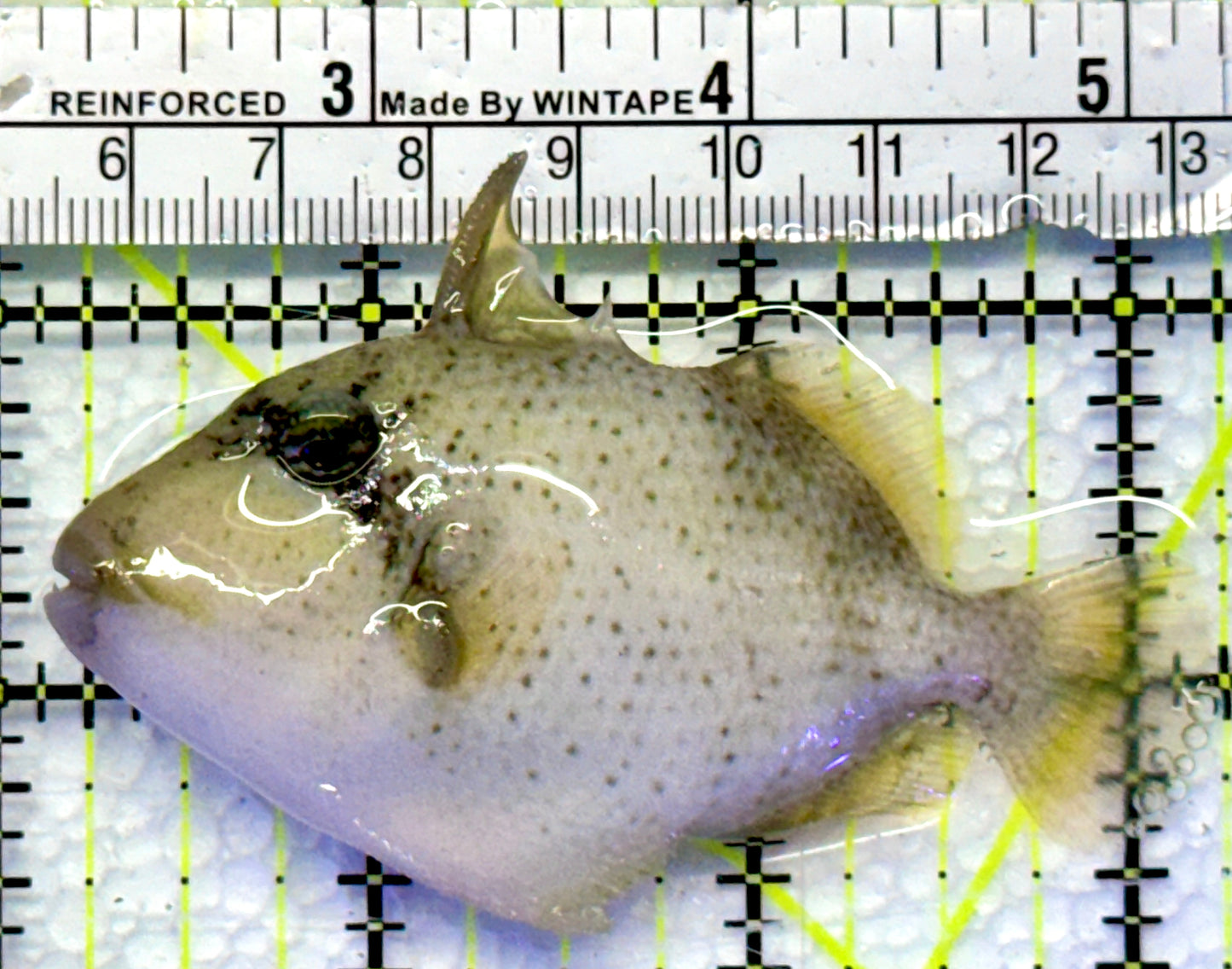 Yellowmargin Triggerfish YT083101 WYSIWYG Size: SM 3"