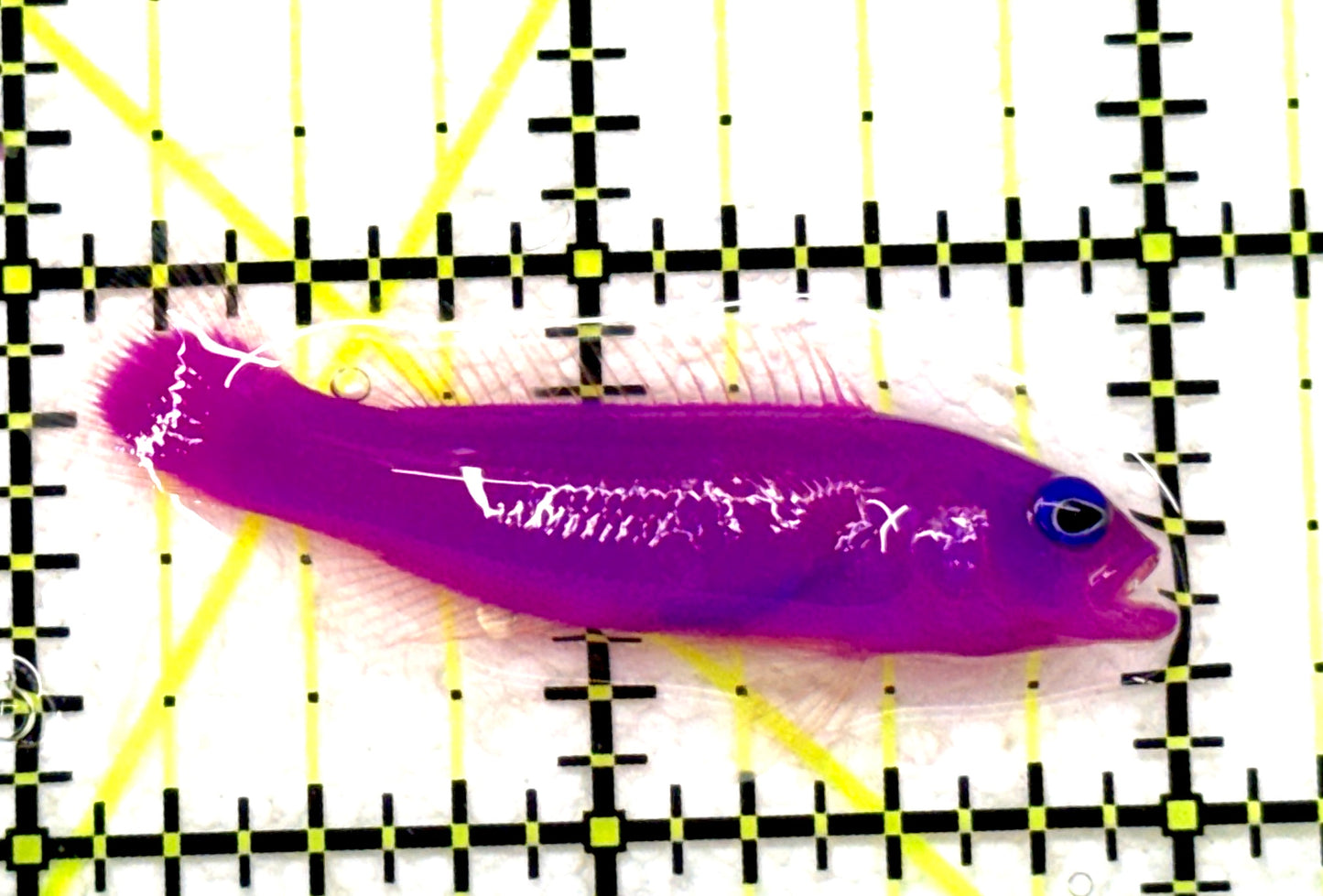 Strawberry Dottyback SD081702 WYSIWYG Size: S 2" approx