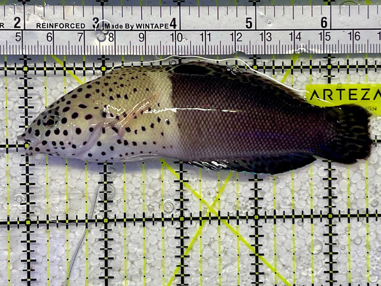 Twin Spot Adult Wrasse Size: XXL 4" to 5"