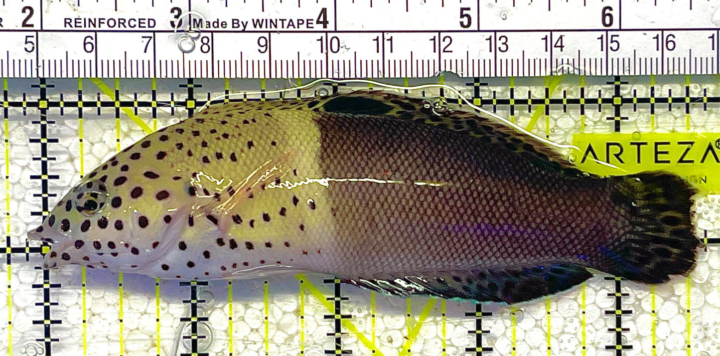 Twin Spot Adult Wrasse TSAW012101 WYSIWYG Size: XXL 4.75" approx