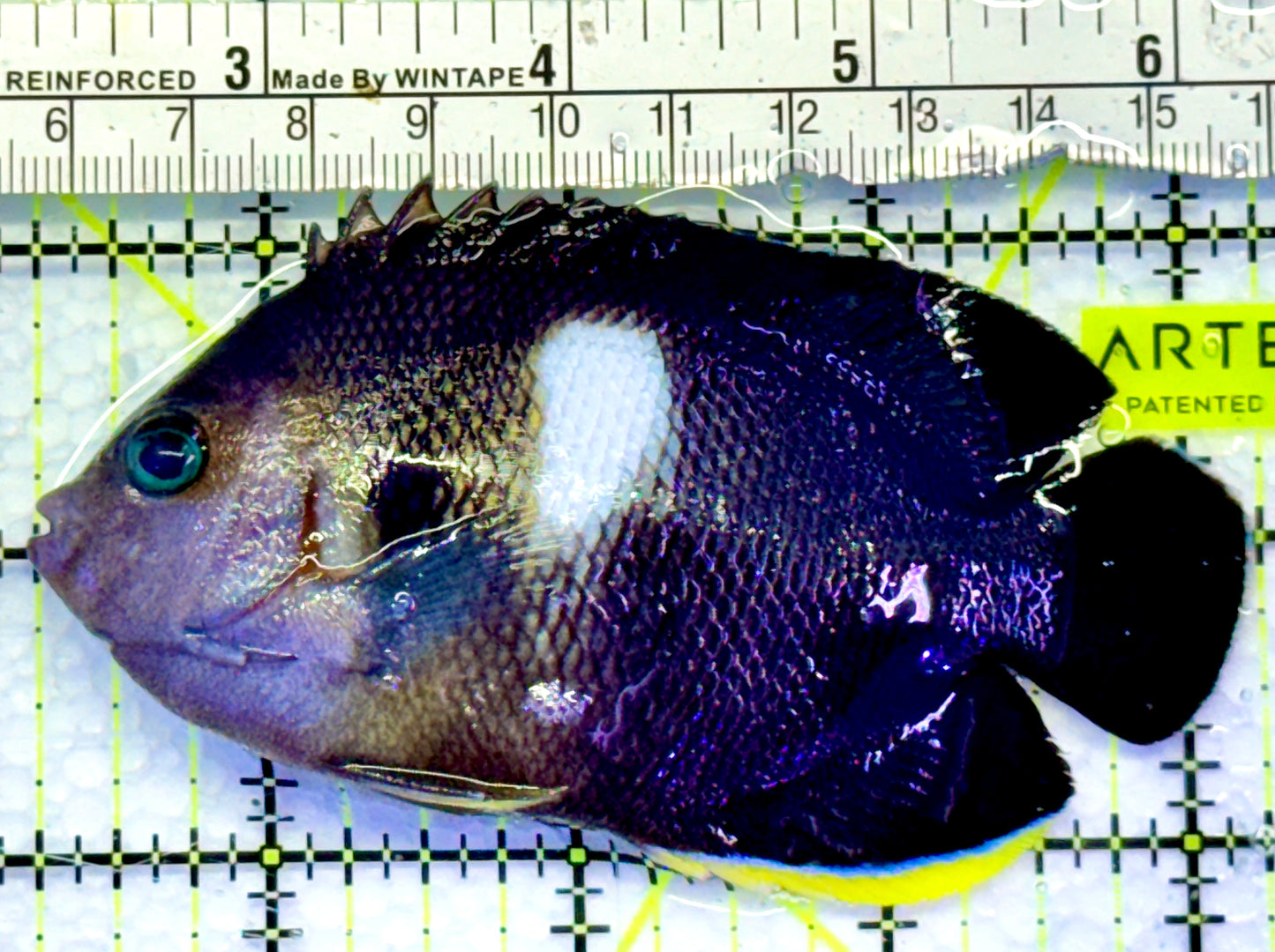 Keyhole Angelfish KA083101 WYSIWYG Size: L 4"