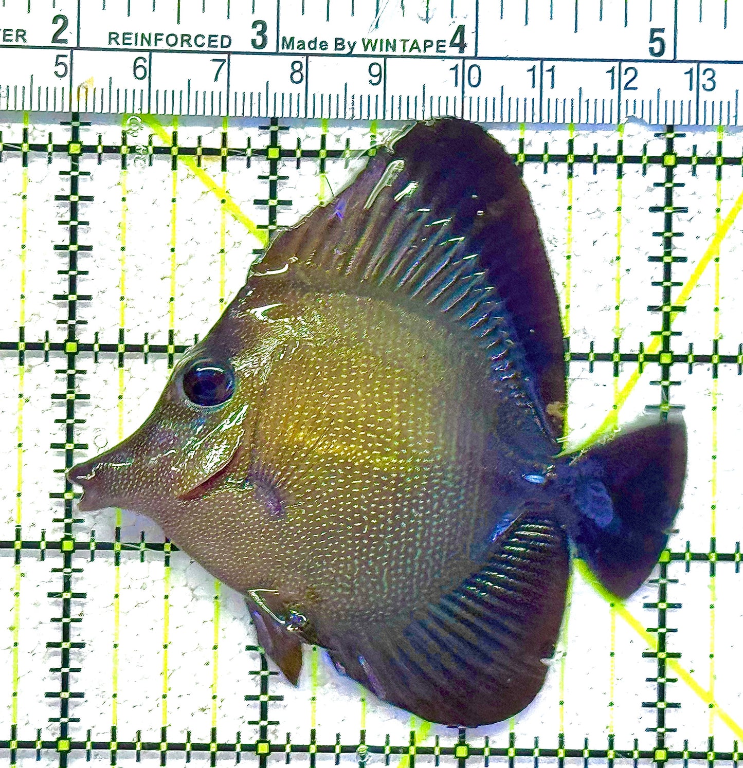 Scopas Tang (Calayan) Size: XL 5" to 6"