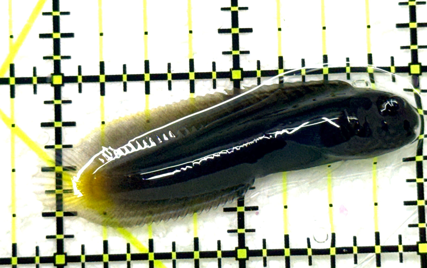 Goldentail Combtooth Blenny GCB081702 WYSIWYG Size: S 2.25" approx