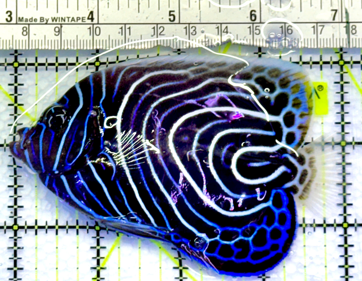 Emperor Angelfish Juvenile EAJ083101 WYSIWYG Size: L 4"