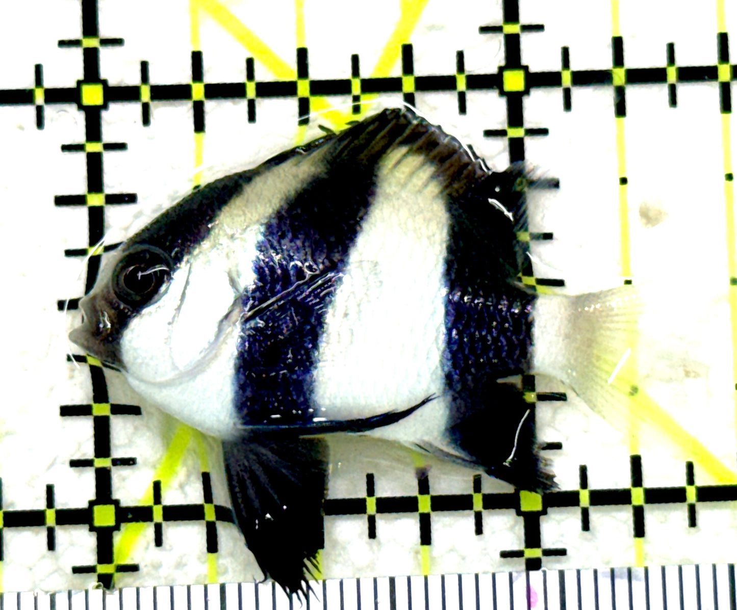 Three Stripe Damselfish TSD081701 WYSIWYG Size: S 1.25" approx
