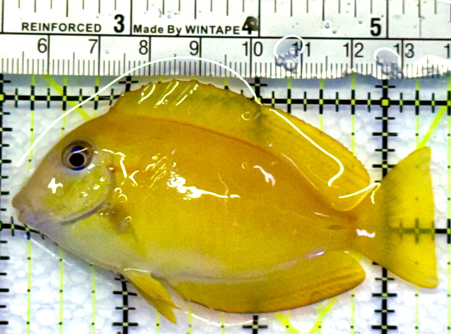 Orange Shoulder Tang Juvenile OST083101 WYSIWYG Size: M 3.25"