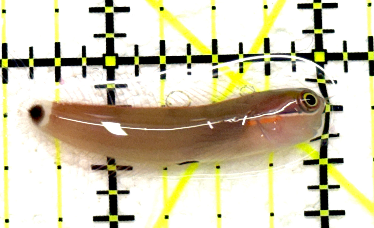 Tailspot Blenny TB081702 WYSIWYG Size: S 1.5" approx