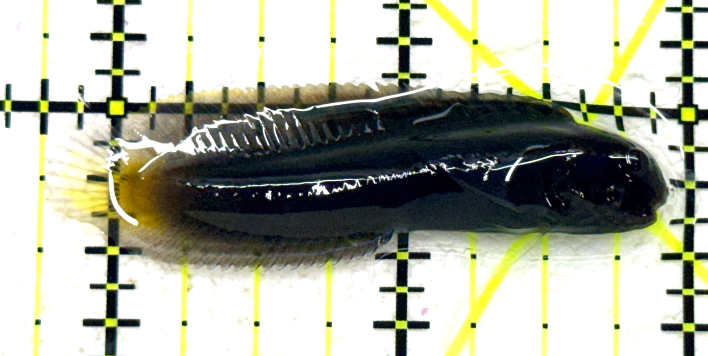 Goldentail Combtooth Blenny GCB081703 WYSIWYG Size: S 2.25" approx