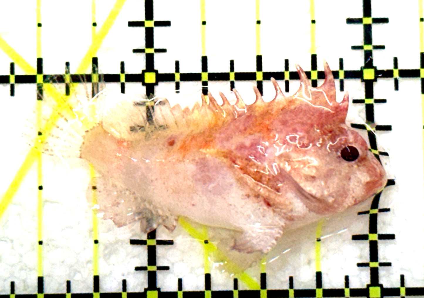 Red Rooster Pygmy Waspfish (Cockatoo Fish) RRPW081701 WYSIWYG Size: S 1.5" approx