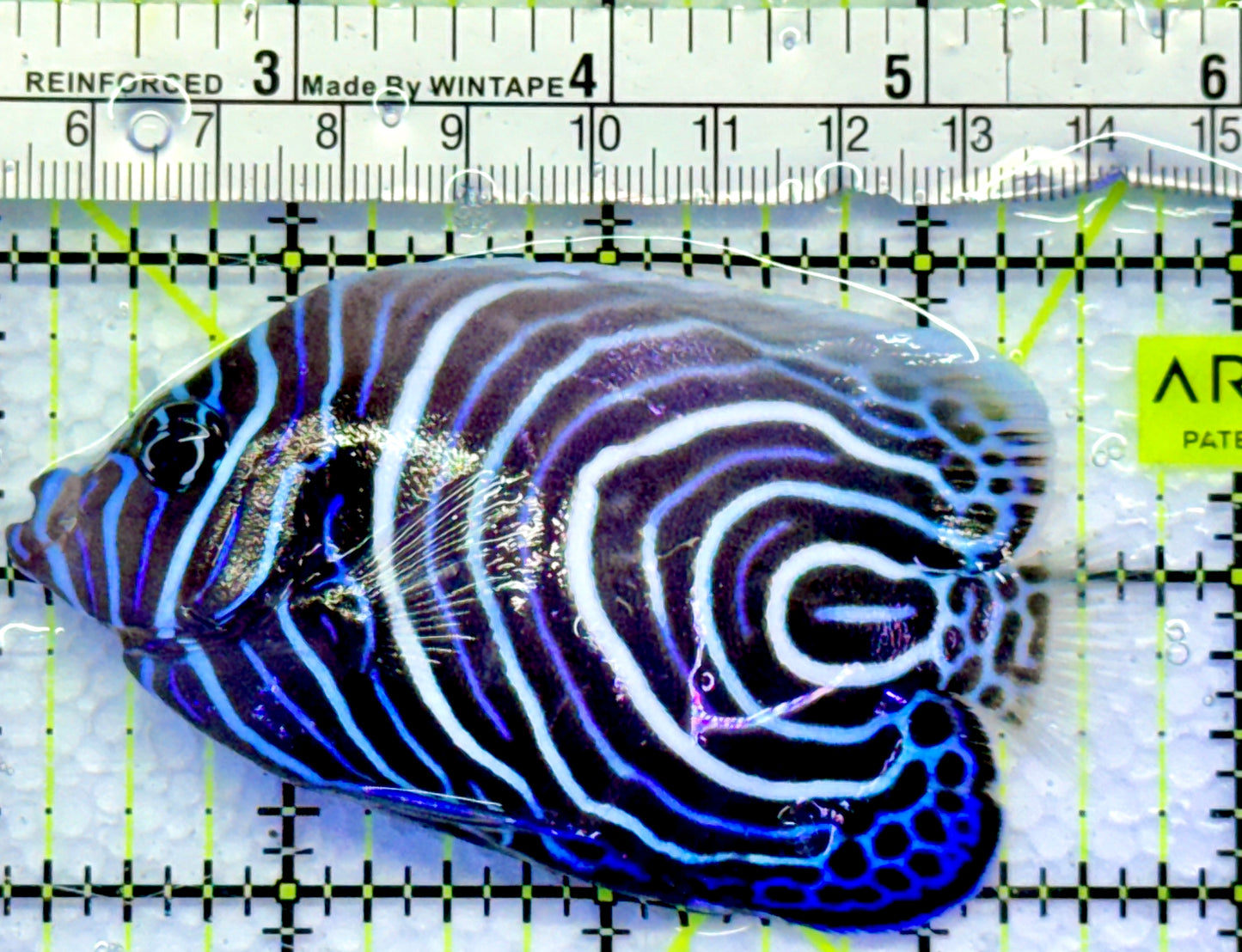 Emperor Angelfish Juvenile EAJ083102 WYSIWYG Size: L 3.5"
