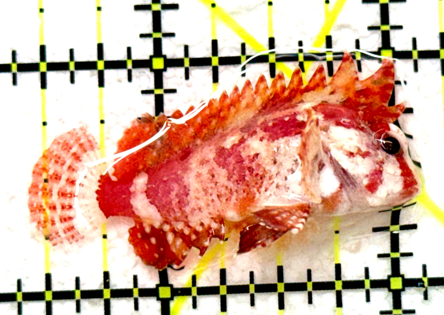 Red Rooster Pygmy Waspfish (Cockatoo Fish) RRPW081702 WYSIWYG Size: S 1.5" approx