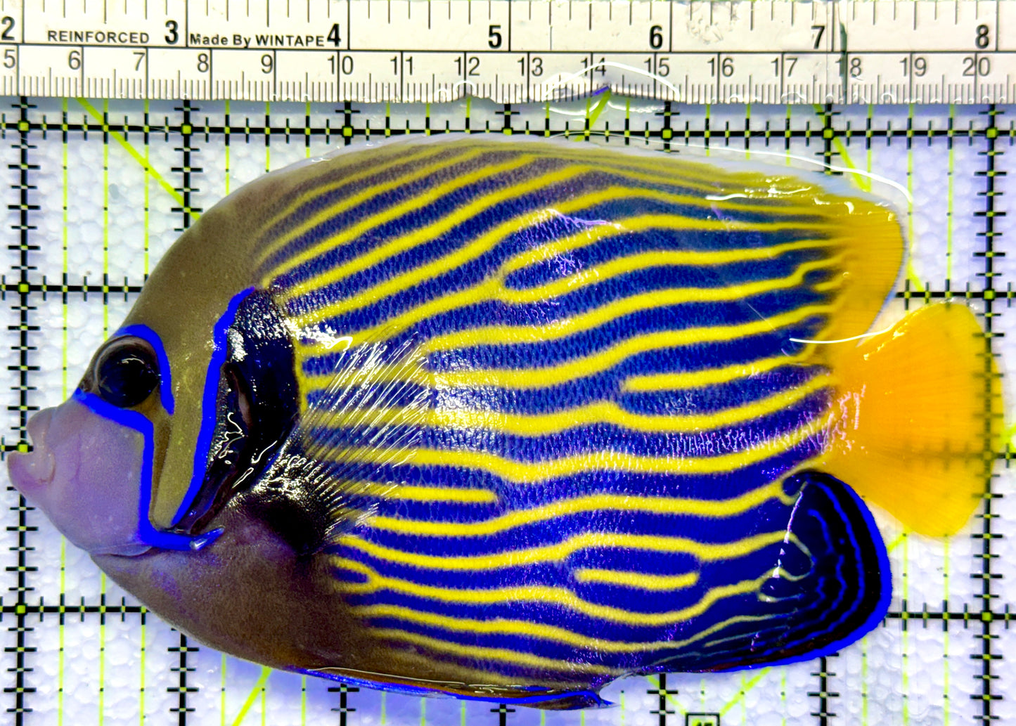 Emperor Angelfish Adult EAA083101 WYSIWYG Size: L 6"