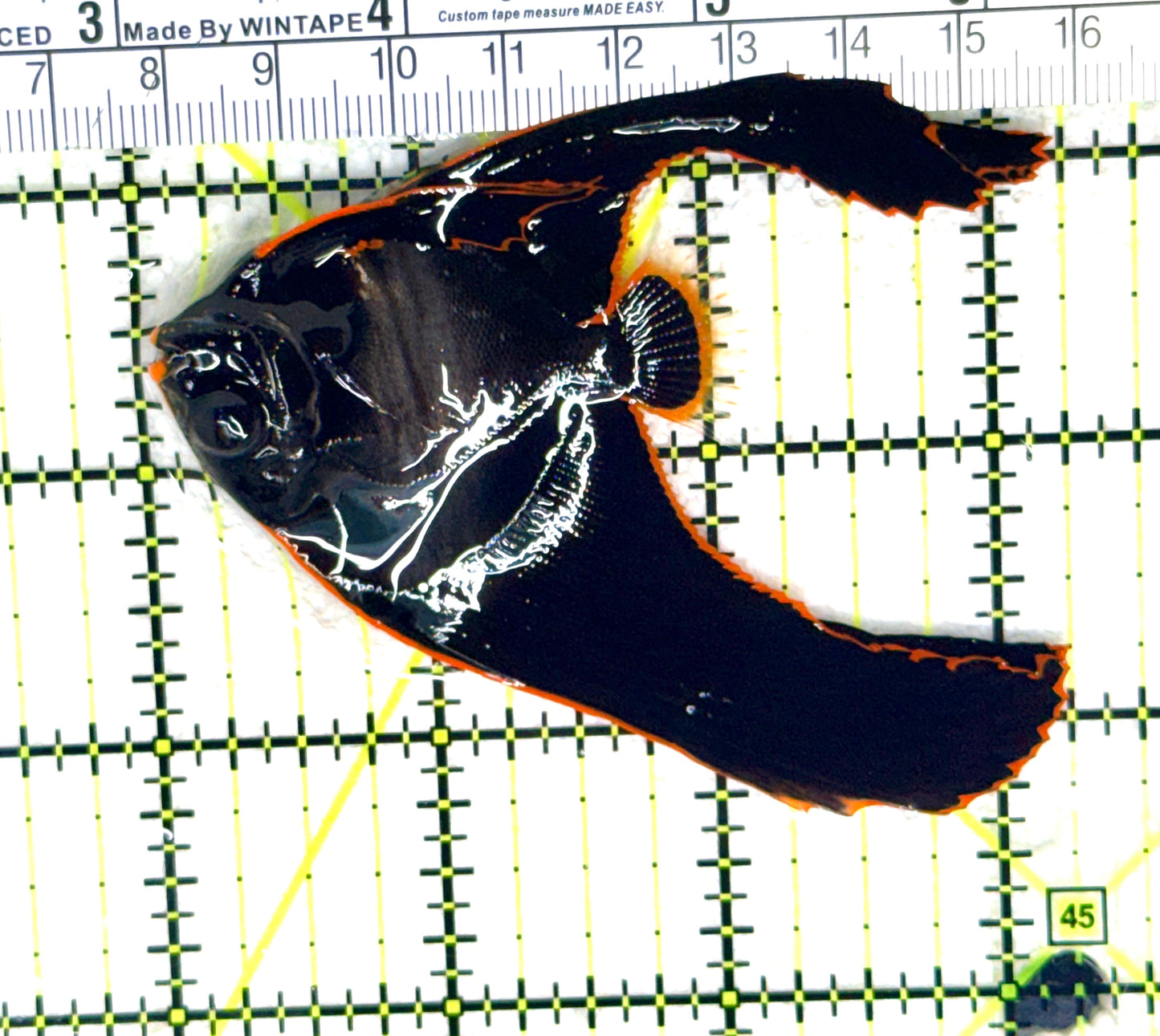 Pinnate Batfish PB081801 WYSIWYG Size: M 3.25" approx