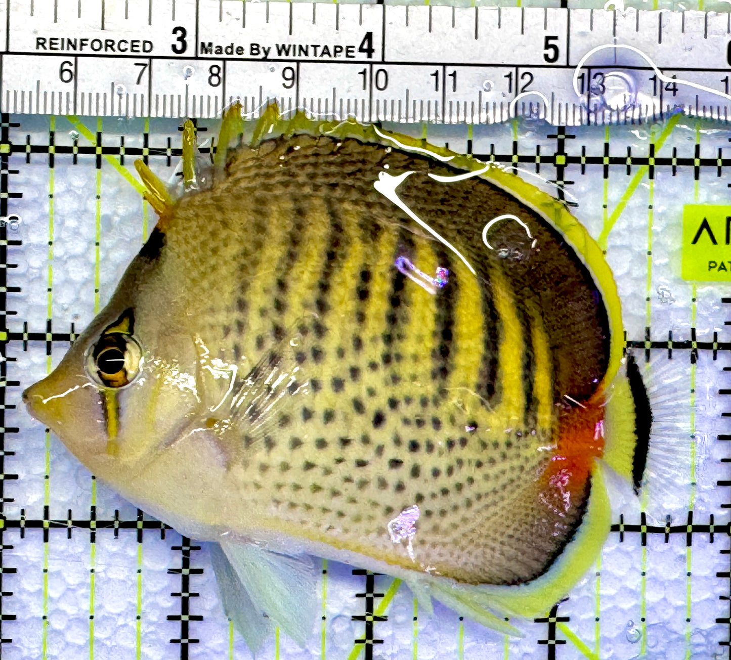 Punctato Butterflyfish PB083101 WYSIWYG Size: M 3.75”