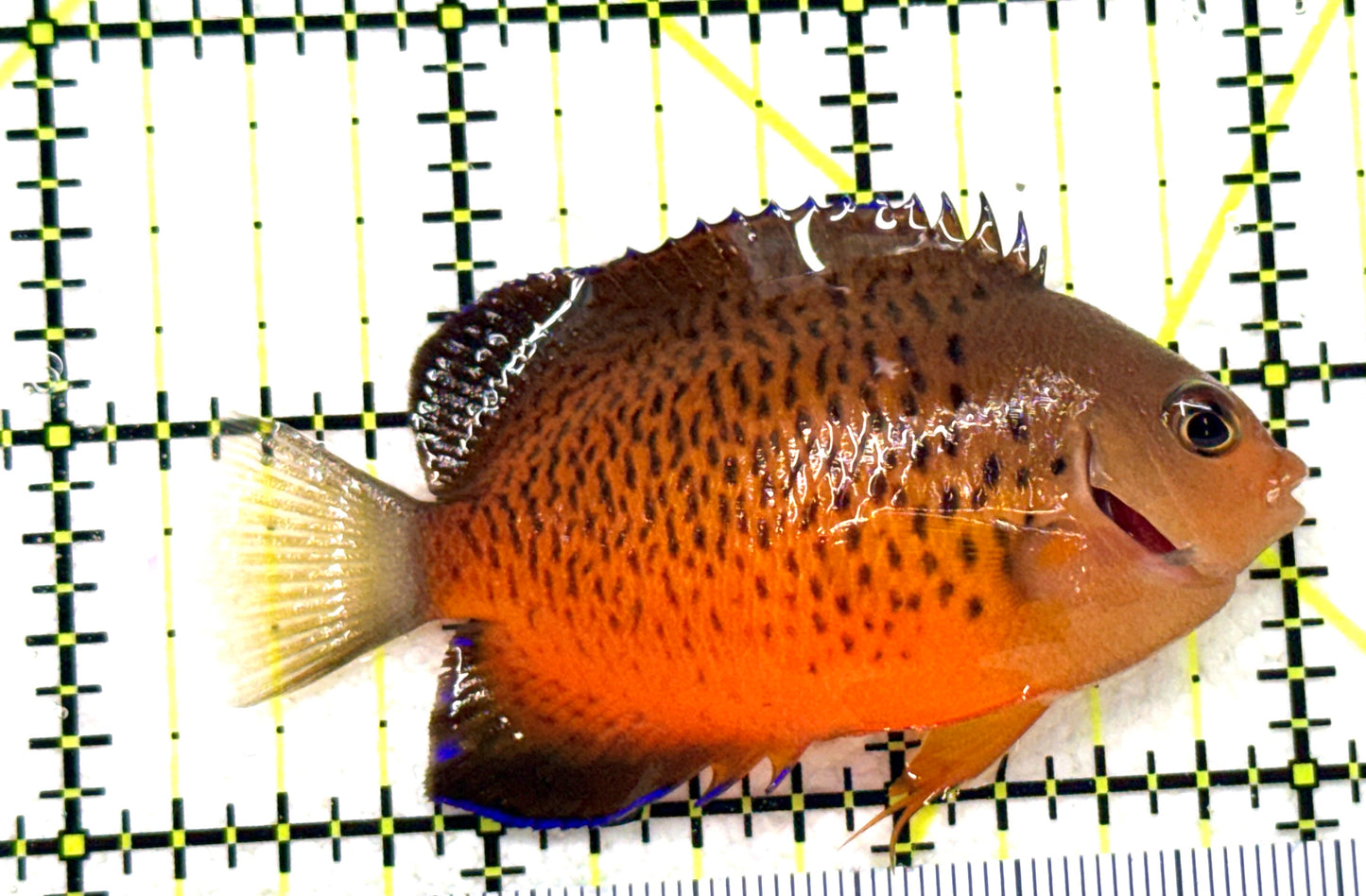 Rusty Angelfish RA081801 WYSIWYG Size: ML 2.5" approx