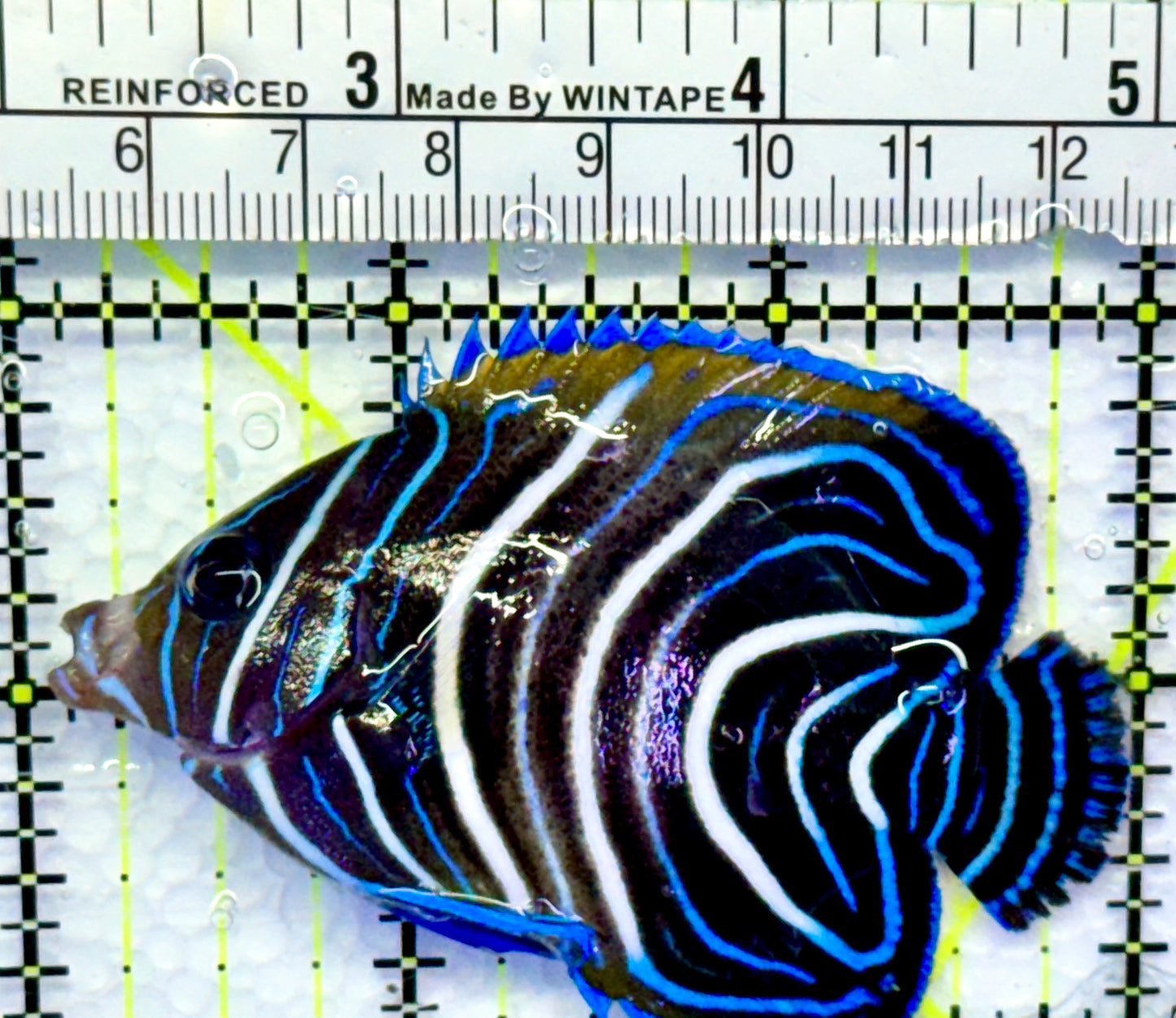 Koran Angelfish Juvenile KAJ083101 WYSIWYG Size: M 3"