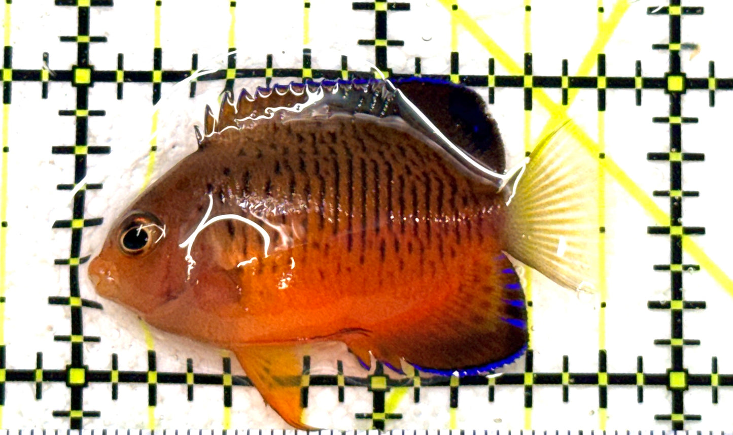 Rusty Angelfish RA081802 WYSIWYG Size: S 1.75"approx