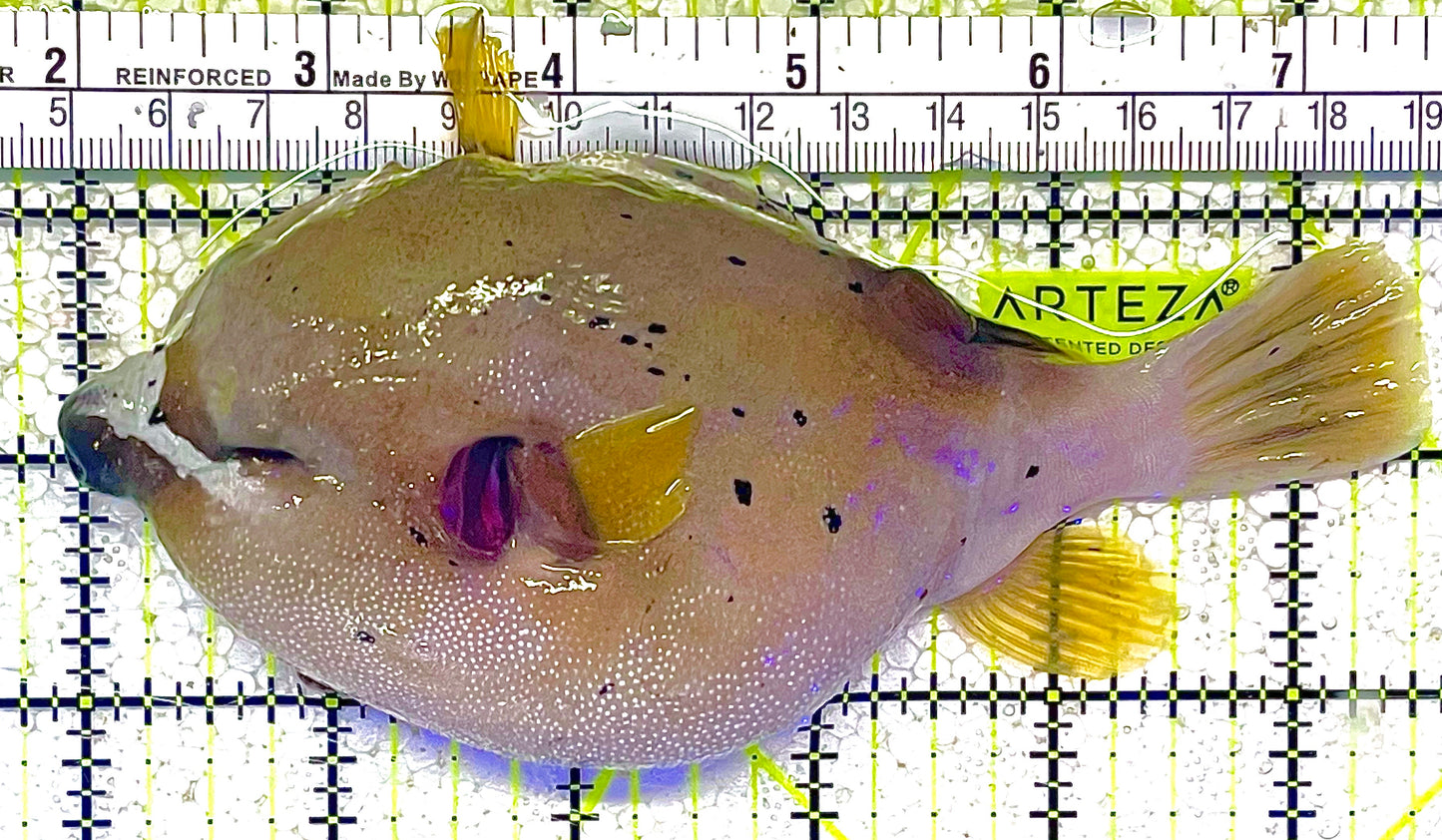 Dogface Puffer Fish DPF011801 WYSIWYG Size: XL 5.5" approx