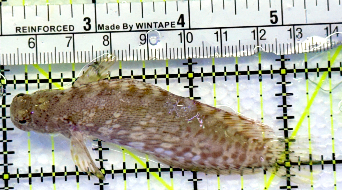 Lawnmower Blenny LB083101 WYSIWYG Size: L 3.5"