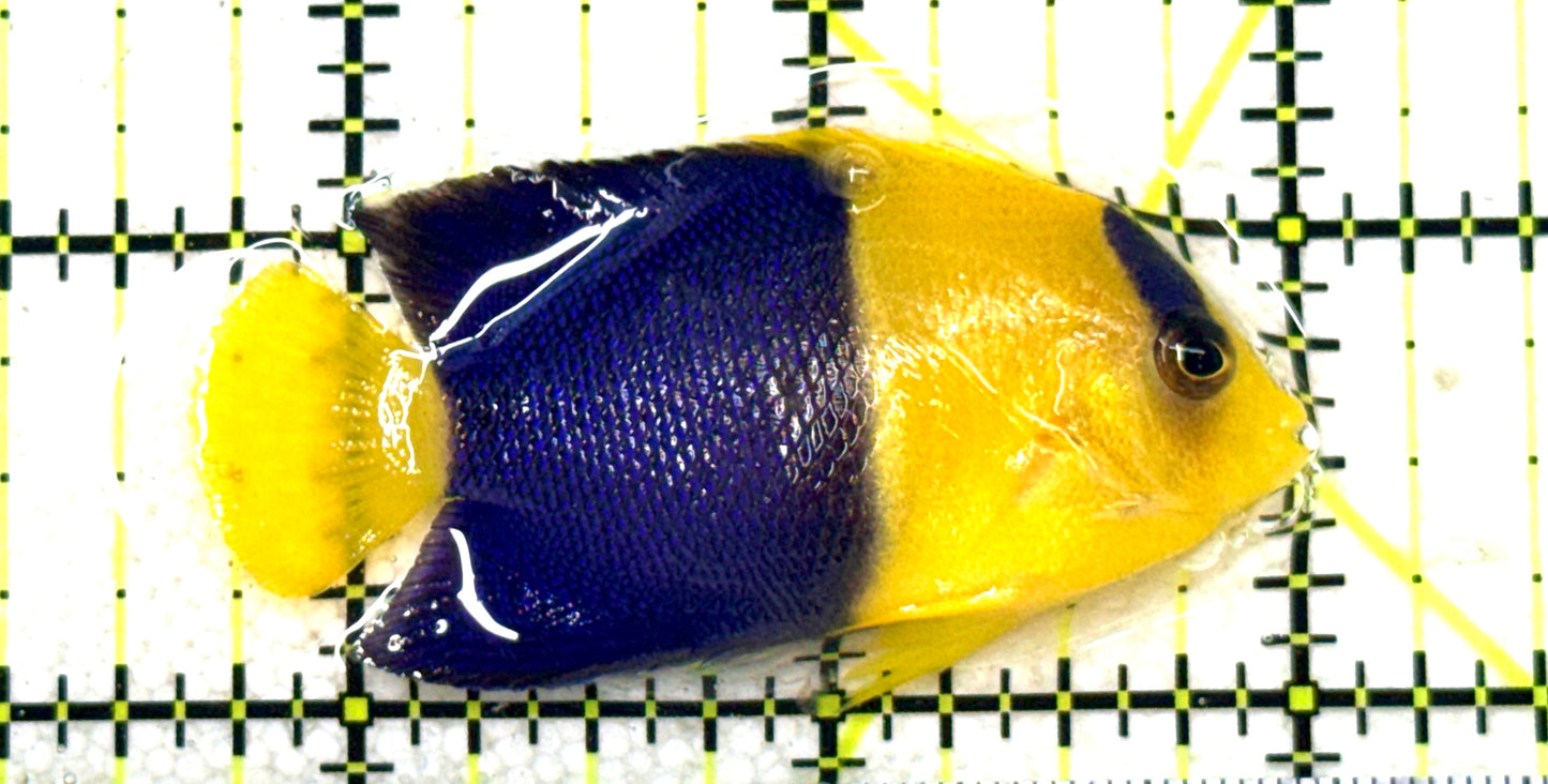 Bicolor Angelfish BA081801 WYSIWYG Size: L 2.25" approx