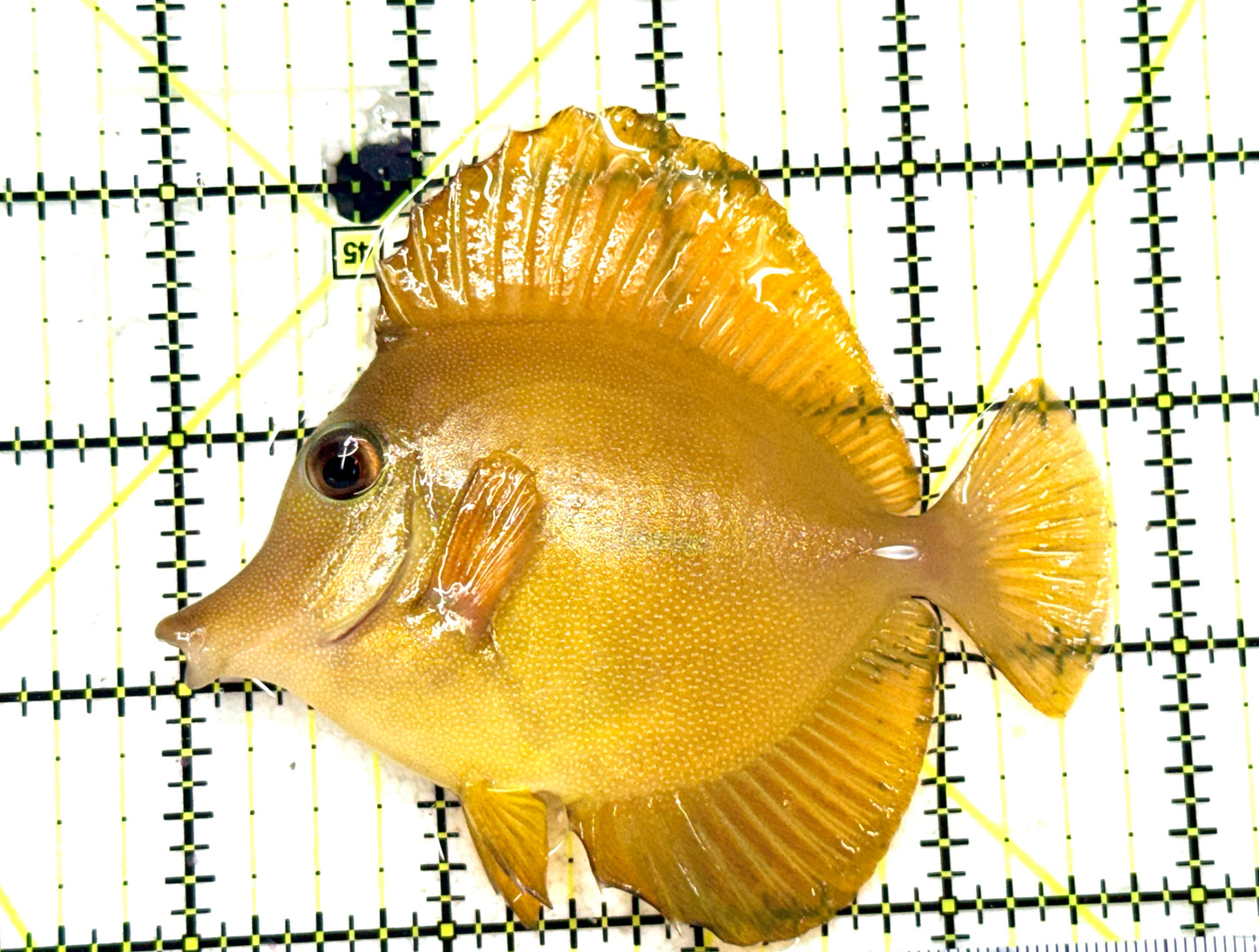 Yellow Tang YT081801 WYSIWYG Size: M 3.75" approx