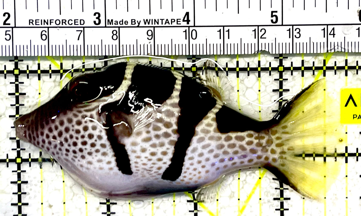 Blacksaddle Filefish Size: XXL/SHOW 3.5" and Above