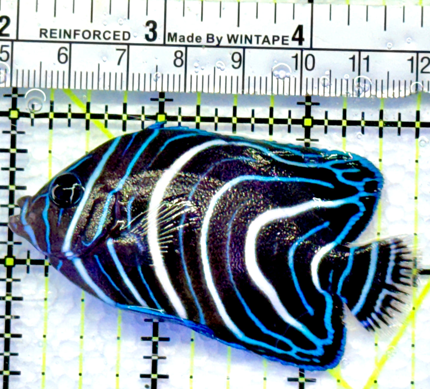 Koran Angelfish Juvenile KAJ083102 WYSIWYG Size: M 2.75"